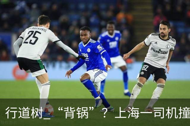 行道树 “背锅”？上海一司机撞树后主张树木全责，结果来了